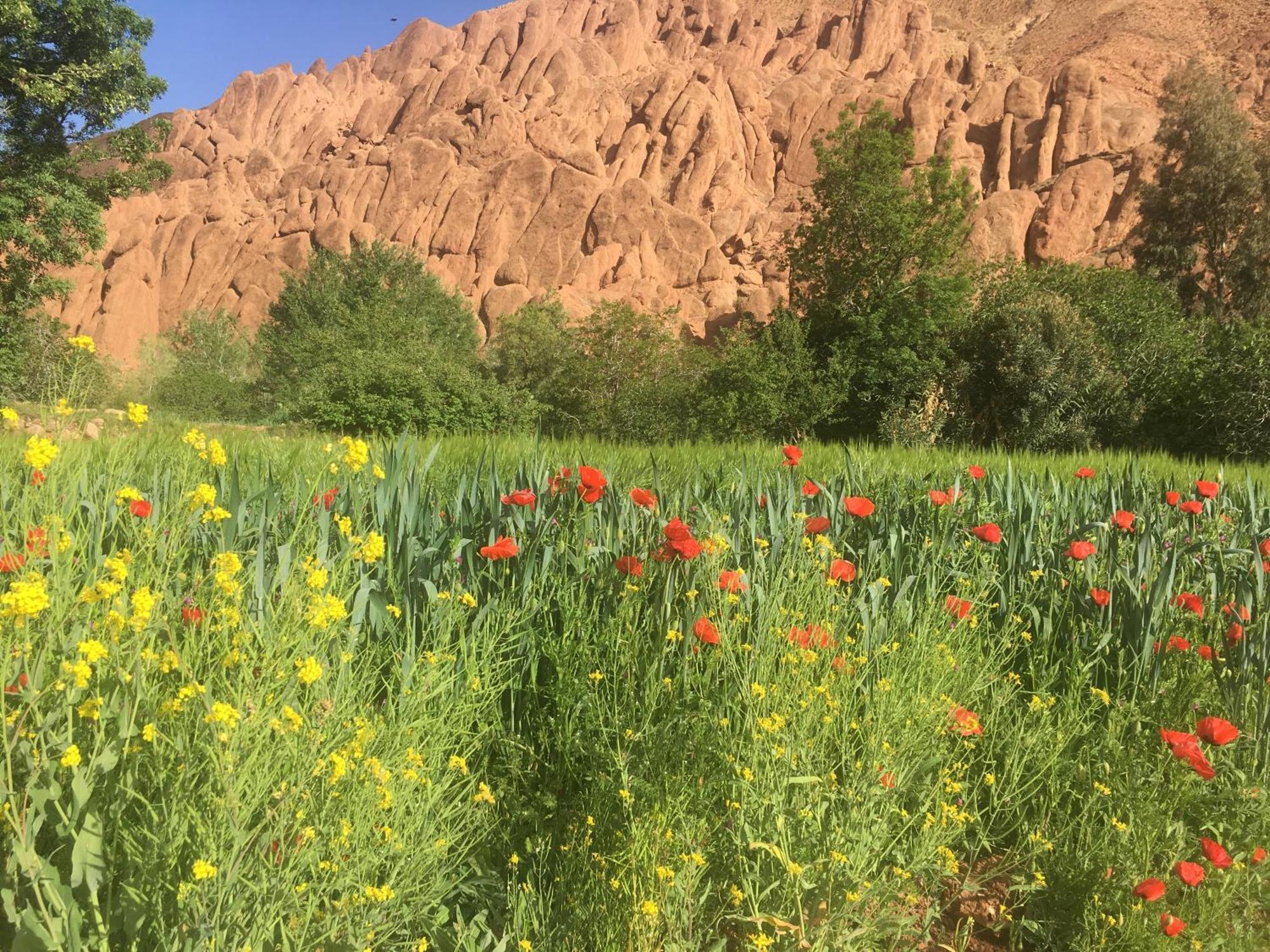 Tafsut Dades Guesthouse Stay With Locals Tamellalt  Екстер'єр фото